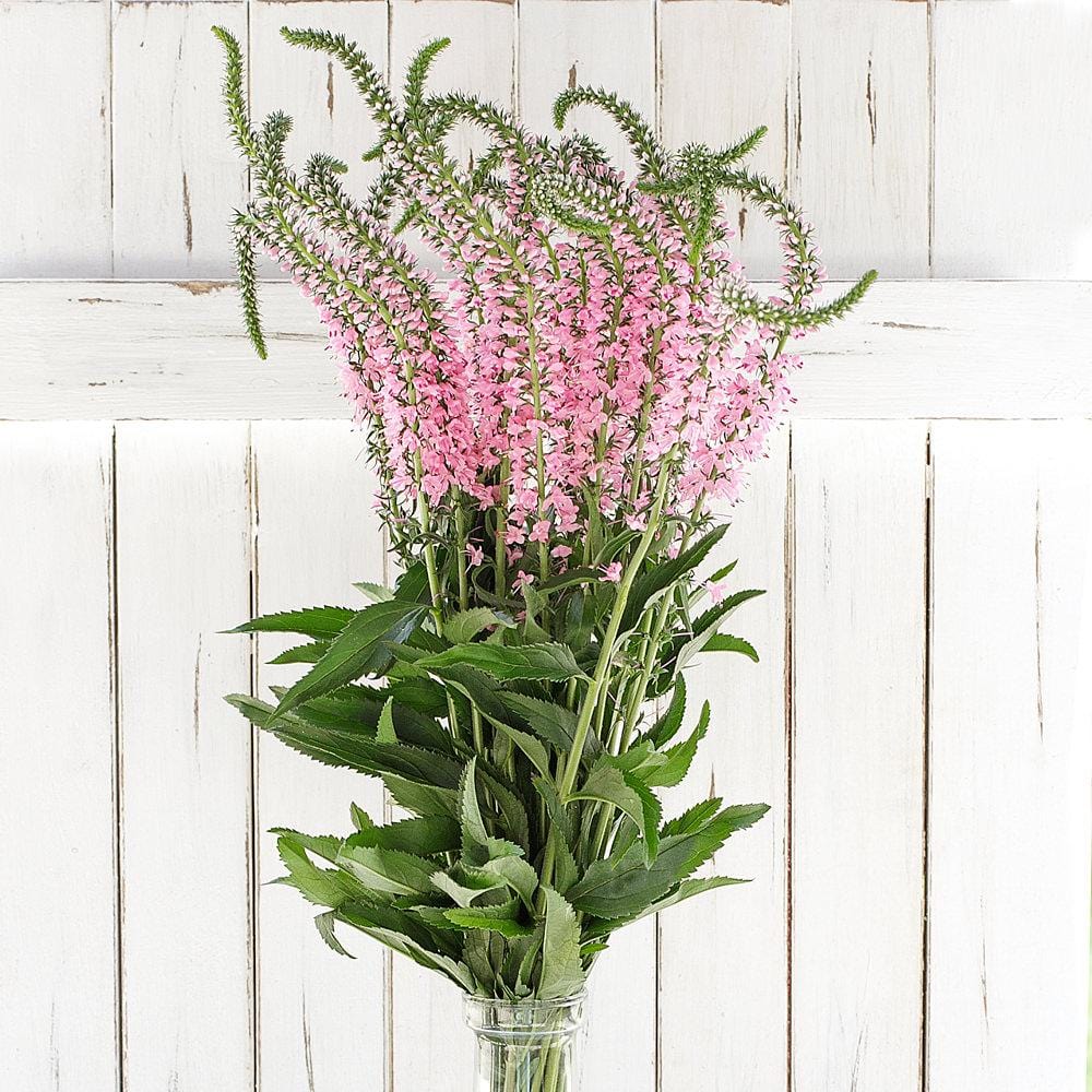Buy Online High quality and Fresh Pink Veronica - Greenchoice Flowers