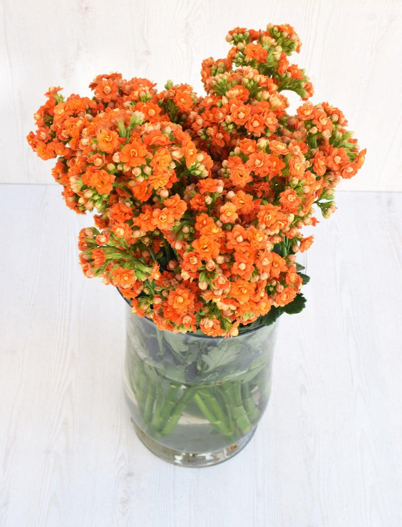 Buy Online High quality and Fresh Warm Orange Kalanchoe - Greenchoice Flowers
