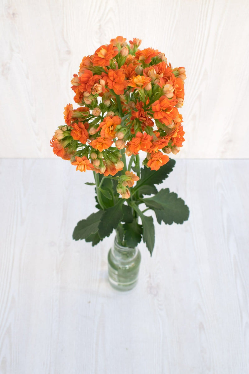 Buy Online High quality and Fresh Warm Orange Kalanchoe - Greenchoice Flowers