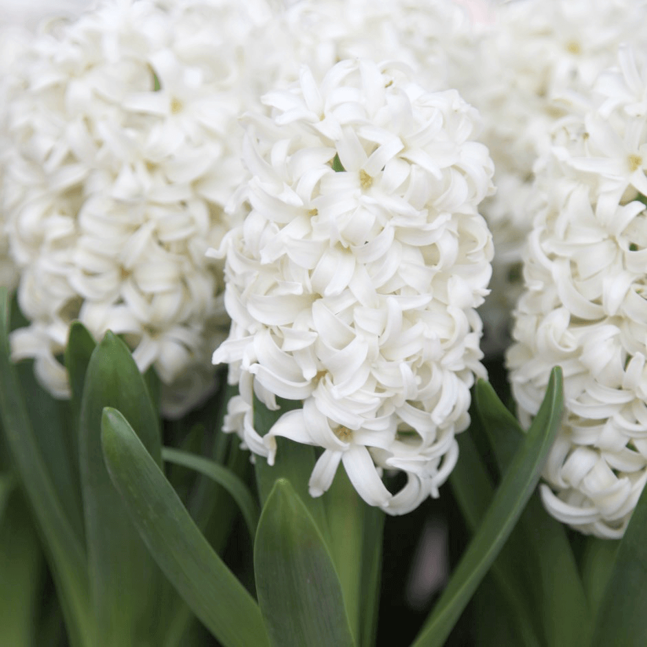 Buy Online High quality and Fresh White Hyancith - Greenchoice Flowers