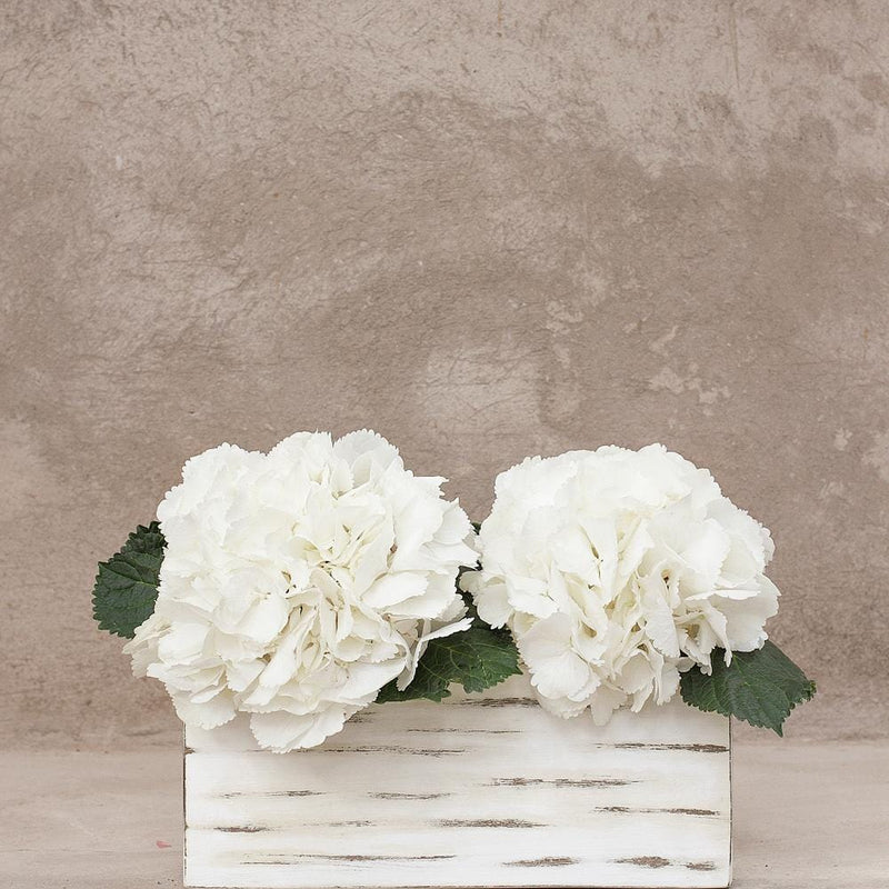 Buy Online High quality and Fresh White Select Hydrangeas - Greenchoice Flowers