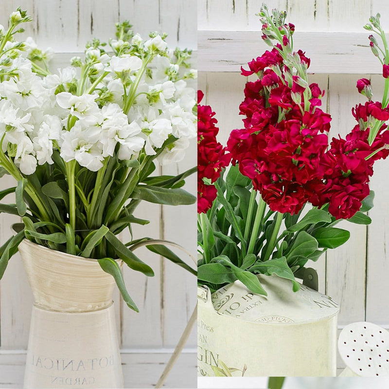 Buy Online High quality and Fresh Stock X-mas White & Red - Greenchoice Flowers