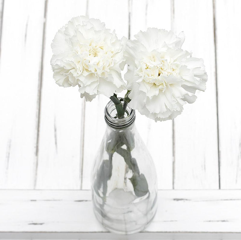 Buy Online High quality and Fresh White Carnation - Greenchoice Flowers