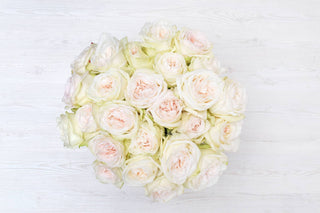 Buy Online High quality and Fresh White O'Hara - Greenchoice Flowers