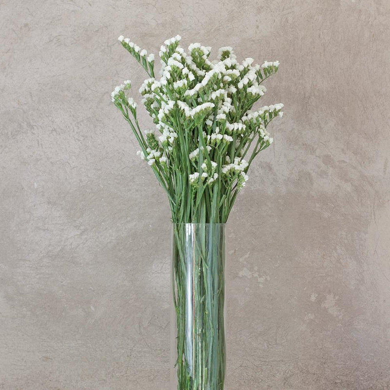 Buy Online High quality and Fresh White Statice - Greenchoice Flowers