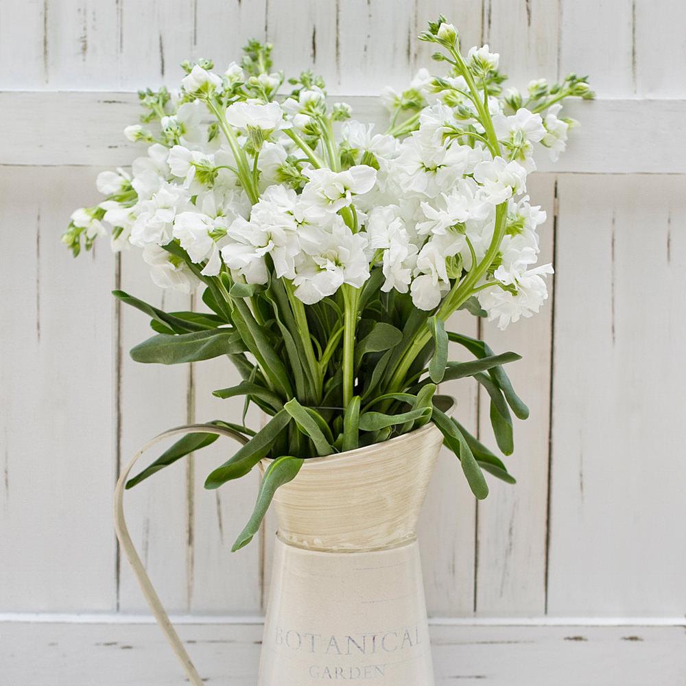 Buy Online High quality and Fresh White Stock - Greenchoice Flowers