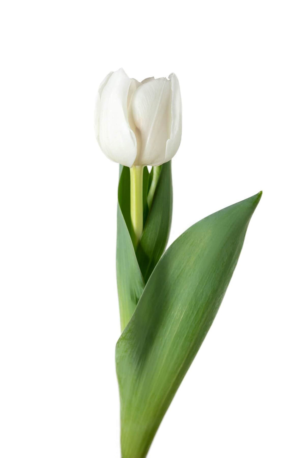 Buy Online High quality and Fresh Tulip SGL White - Greenchoice Flowers