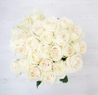 Cream Roses | Fresh Cut Ecuadorian Wedding Wholesale