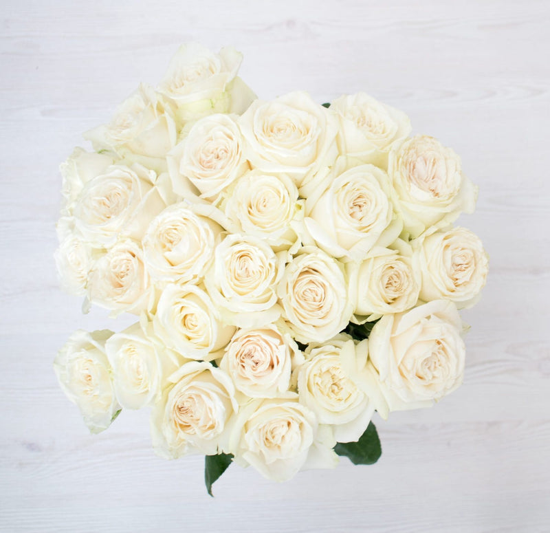 White Ecuadorian Rose Next Day Delivery (Fresh Cut) 100st