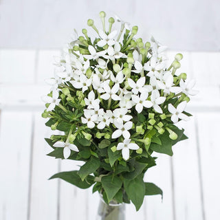 Buy Online High quality and Fresh White Bouvardia - Greenchoice Flowers