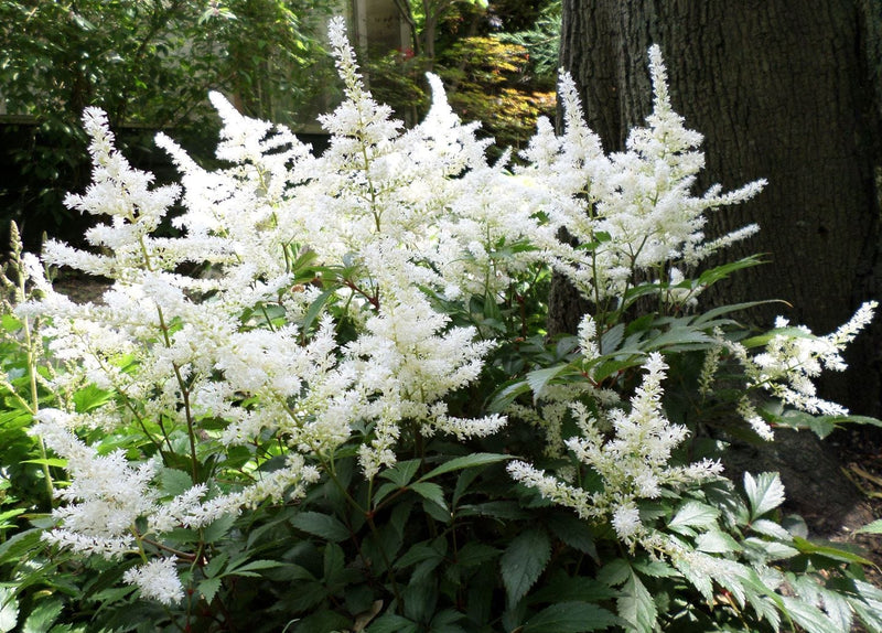 Buy Online High quality and Fresh White Astilbe - Greenchoice Flowers