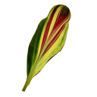 Buy Online High quality and Fresh Xerox TI Leaf - Greenchoice Flowers