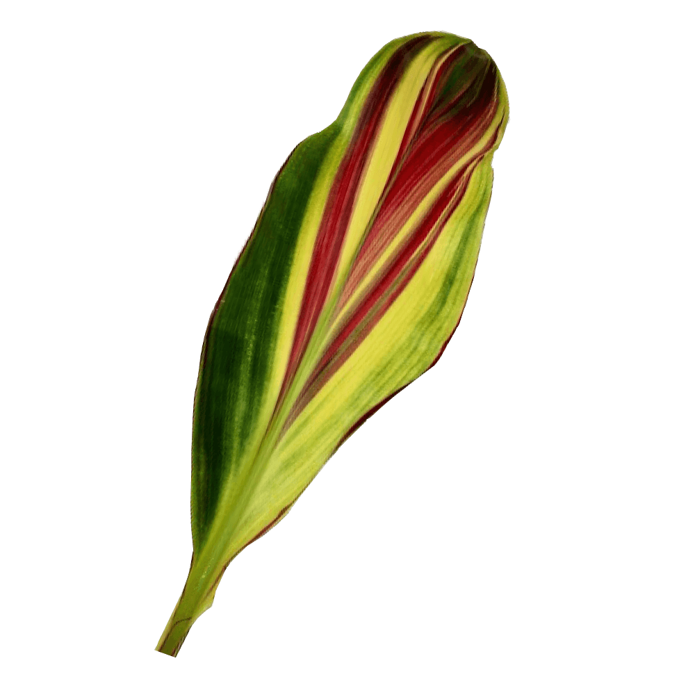 Buy Online High quality and Fresh Xerox TI Leaf - Greenchoice Flowers