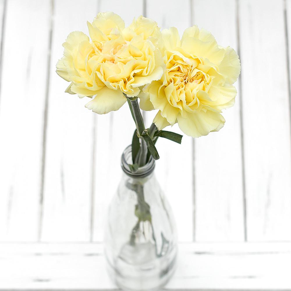 Buy Online High quality and Fresh Yellow Carnation - Greenchoice Flowers