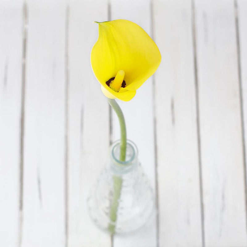 Buy Online High quality and Fresh Fall Yellow Mini Calla - Greenchoice Flowers